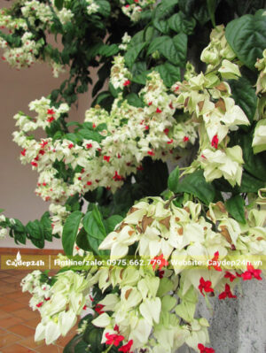 Hoa Ngọc Nữ nở rộ