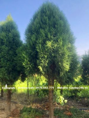 Hàng cây Hoàng Đàn hàng chục năm tuổi