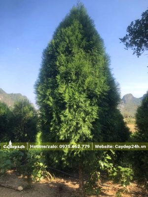 Hoàng Đàn Hữu Liên đánh thẳng, chiều cao hơn 3m, đường kính gốc 10cm