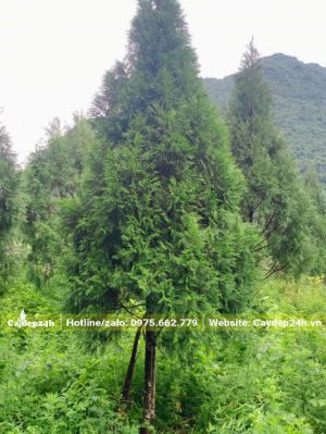 Cây Hoàng Đàn cao 4m, đường kính gốc 10cm