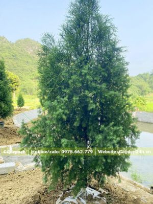 Thi công trồng cây Hoàng Đàn cao gần 2m quanh hồ nước