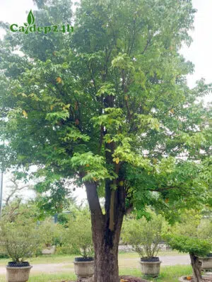 Cây Khế công trình trồng trong bầu nổi cao 4m