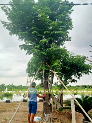 Dưỡng tại vườn cây Khế đại thụ cao 5 - 6m