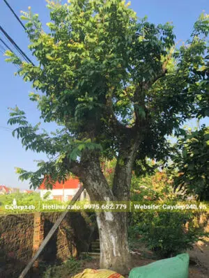 Cây Khế chua cổ thụ vanh khoảng 100