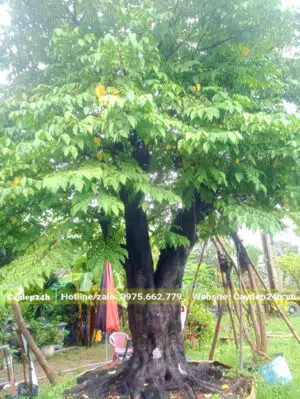 Khế cổ thụ đường kính gốc hơn 40cm