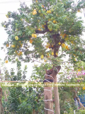 Cây Khế chua cổ thụ sum suê trái