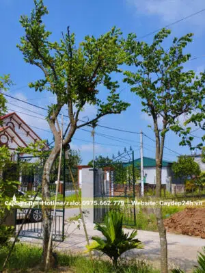 Cây Khế mới tỉa cành, chiều cao khoảng 3m