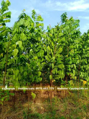 Vườn cây khế giống chiều cao từ 2 - 2,5m