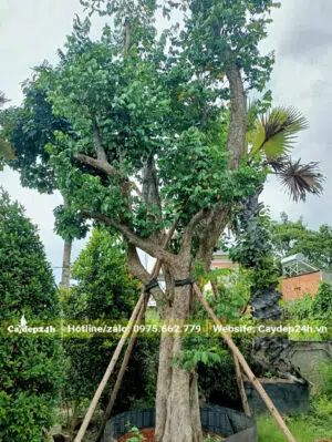 Cây Dâm ủ lâu năm, đã đón tỉa cành