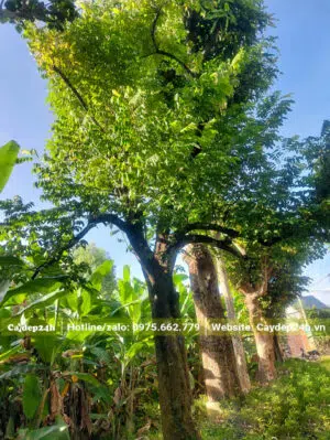 Khế Ngọt cổ thụ vanh 100