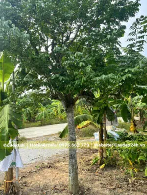 Cây đường kính 15cm, bứng nóng tại vườn