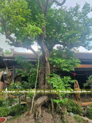 Khế cổ thụ cao hơn 3m trồng trong nhà hàng