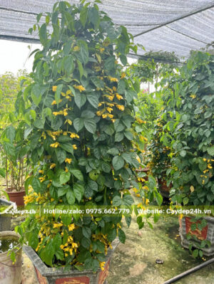 Những chậu Lan Hoàng Dương cao 2m