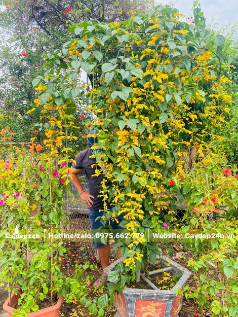 Cây Lan Hoàng Dương cảnh cao hơn 2m trồng trong chậu đá