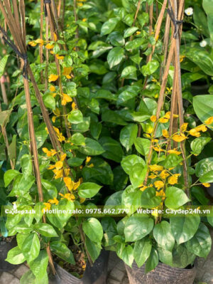 Hàng loại nhỏ chiều cao 50cm