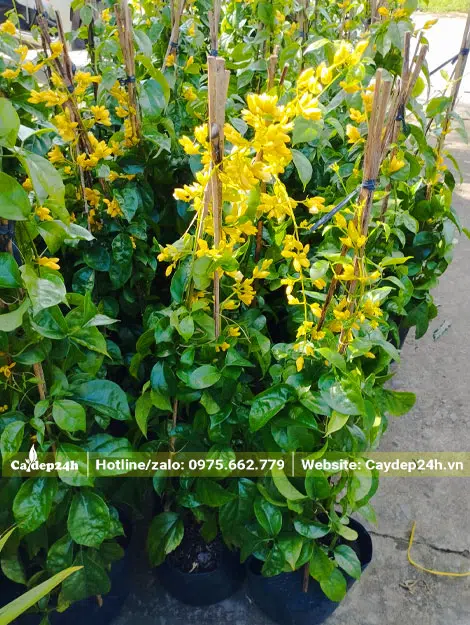 Cây nhỏ chiều cao 60 - 80cm đang ra hoa