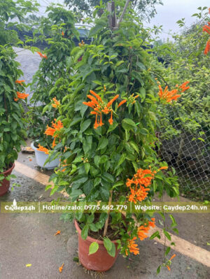 Cây leo chùm ớt cao 1m5