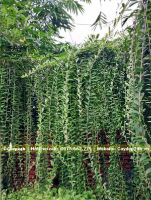 Hàng rào cây xanh tươi tốt