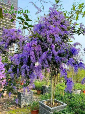 Cây Mai Xanh lâu năm cao hơn 2m trồng trong chậu đá