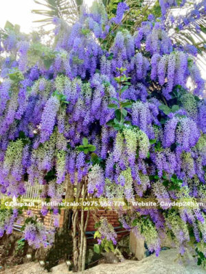 Cây Mai Xanh Thái rực rỡ hoa