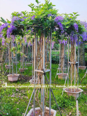 Cây đã làm khung, tạo tán tròn đẹp