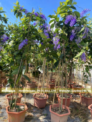 Cây Mai Xanh giá rẻ, sẵn hoa