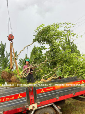 Mai Xanh thân gỗ cao khoảng 3m, đường kính gốc 10cm