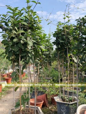 Mai Xanh trồng chậu dưỡng tại nhà vườn