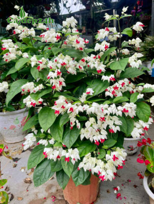 Chậu hoa Ngọc Nữ trắng đẹp