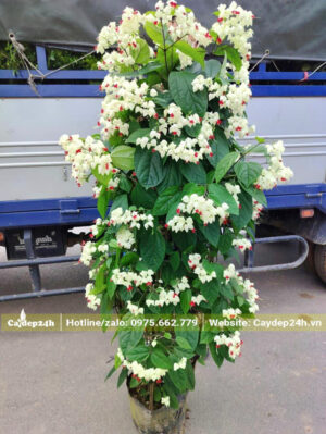 Chuyển những chậu Cây Ngọc Nữ trưởng thành cao hơn 1m lên xe tải