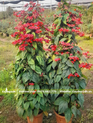 Chậu cây Ngọc Nữ hoa đỏ cao hơn 1m