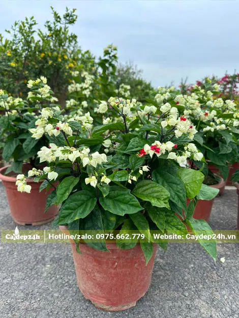 Cây hoa Ngọc Nữ nhỏ trồng sẵn trong chậu, chiều cao khoảng 40cm