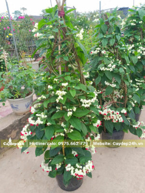 Chọn những cây Ngọc Nữ size lớn cao gần 2m