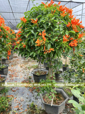 Cây Rạng Đông thân gỗ trồng chậu cảnh