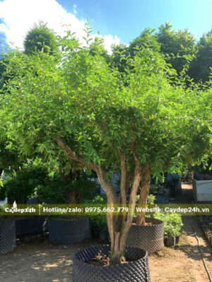 Những chậu cây sơ ri 2 - 3 thân