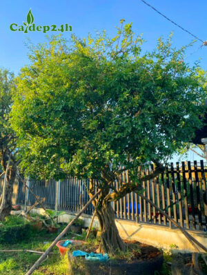 Cây Sơ Ri cổ thụ vanh gốc 60