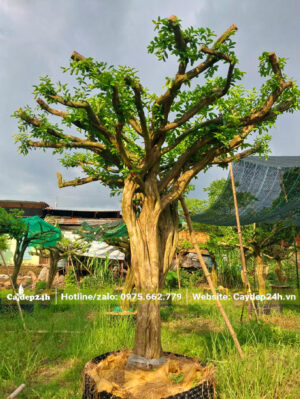 Cây cổ thụ đường kính gốc 15cm, cành tỏa tròn siêu đẹp