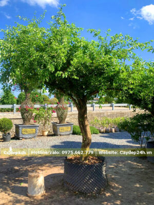 Sơ ri chua dâm ủ lâu năm