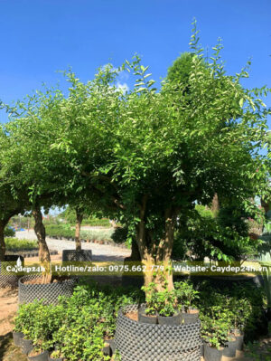 Đường kính thân 20cm, tán cành đẹp
