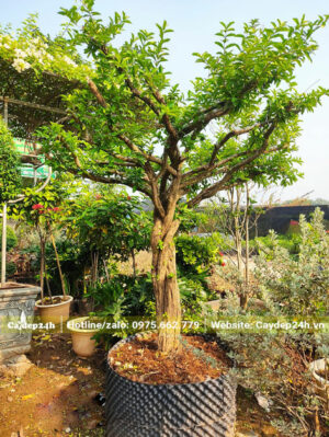 Hình ảnh cây sơ ri đẹp, chiều cao 2m