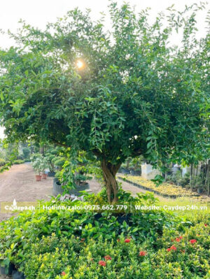 Sơ Ri lâu năm trồng sân vườn, đường kính tán hơn 2m