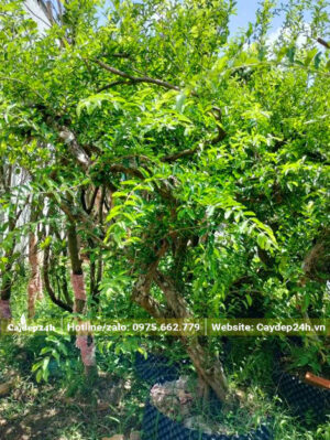 Cây sơ ri có tay cành đẹp, lá xanh tươi