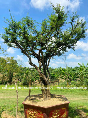 Trồng cây sơ ri trong chậu lục giác lớn