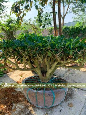 Cây mới bứng bầu bọc bằng lưới tự tiêu