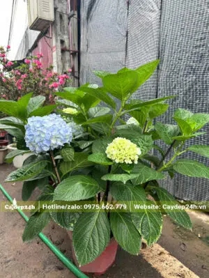 Những bông hoa mới nở có màu trắng sau đó chuyển sang màu xanh lam