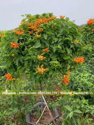 Cây kiểng Chùm Ớt cao hơn 1m