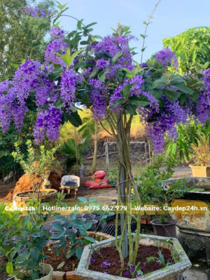 Trồng chậu hoa Mai Xanh trước nhà