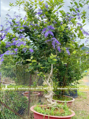 Chậu Mai Xanh bonsai đường kính gốc gần 10cm