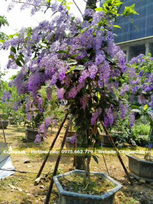 Chậu cây Mai Xanh Thái thân gỗ nở hoa đẹp