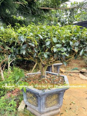 Chậu cây cảnh chè xanh cao hơn 1m (tính cả chậu)